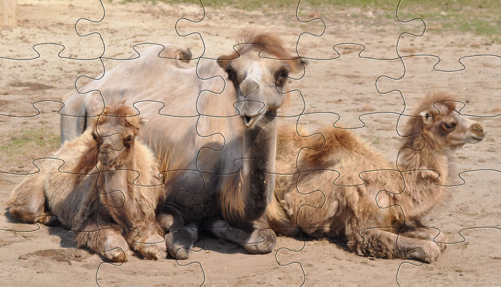 Camels | Animal Jigsaw Puzzles