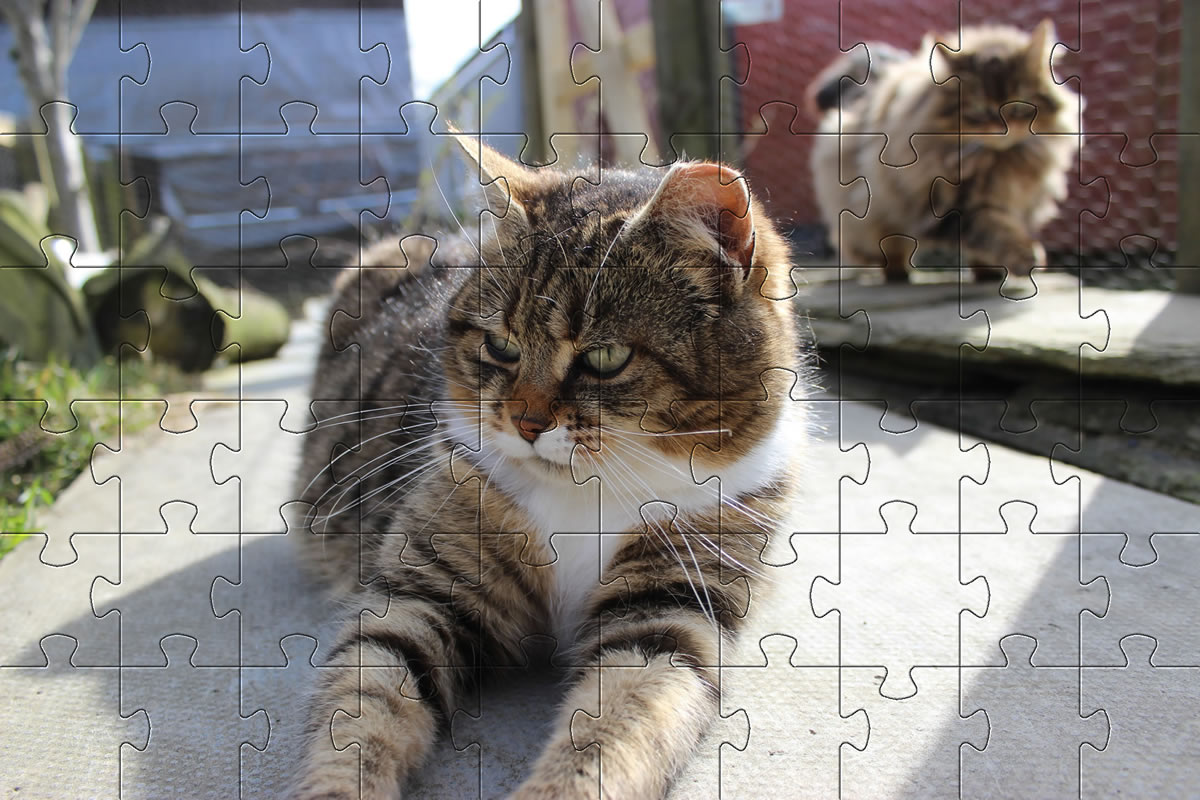 Cat jigsaw puzzle picture