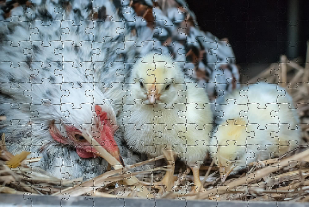Hen and chicks jigsaw picture