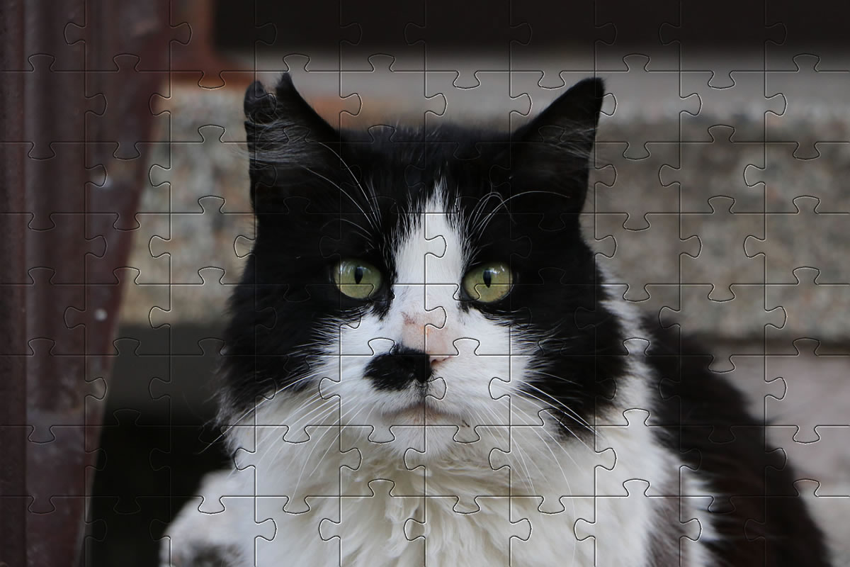 Adorable Cat Jigsaw Picture