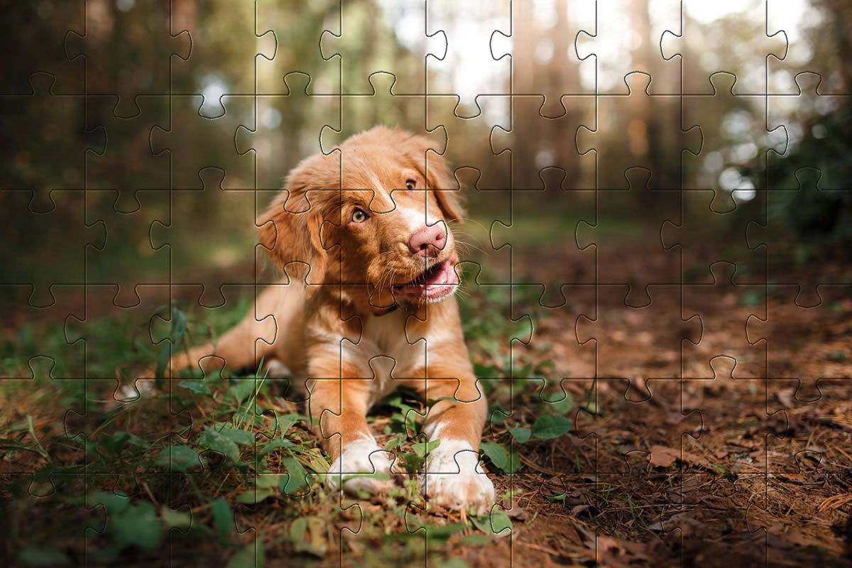 Retriever Pup on flowers jigsaw