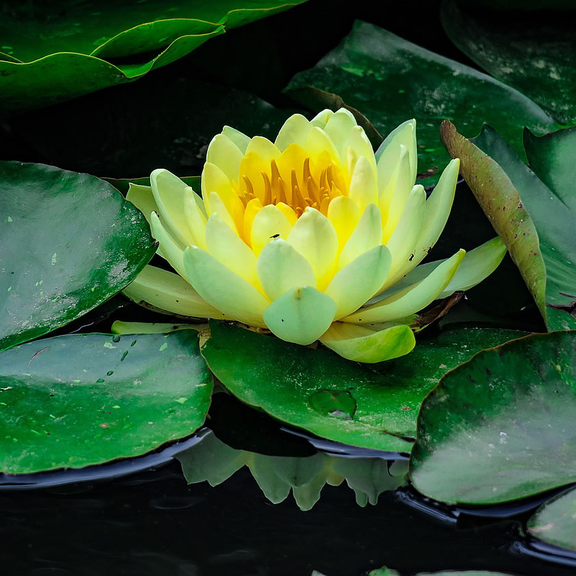 Yellow flowering water lily