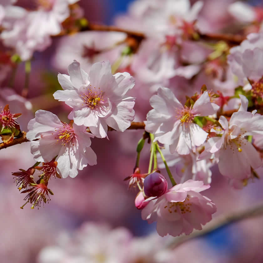 Flowering cherry