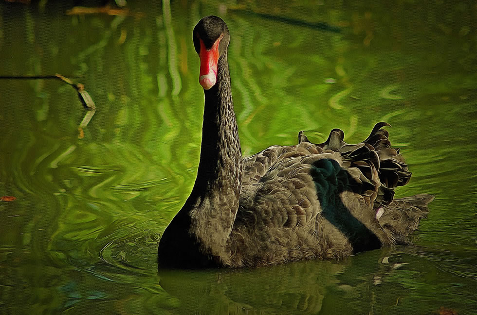 Black Swan picture art image