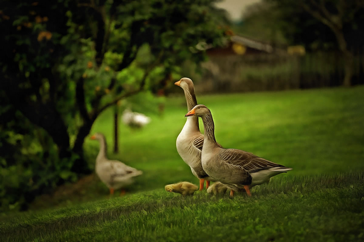 free art picture - Greylag Geese