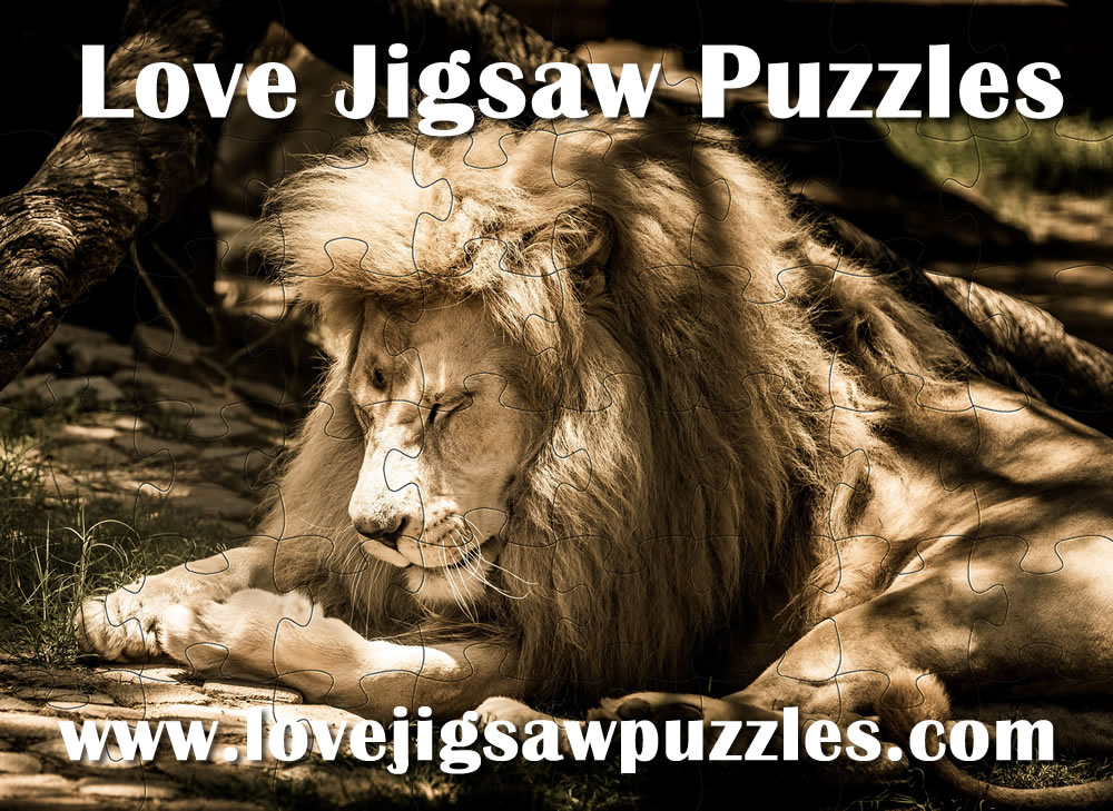 Lion jigsaw - wildlife and nature jigsaw game