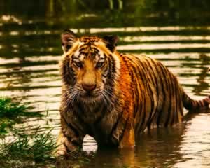 Wildlife | Tiger Jigsaw