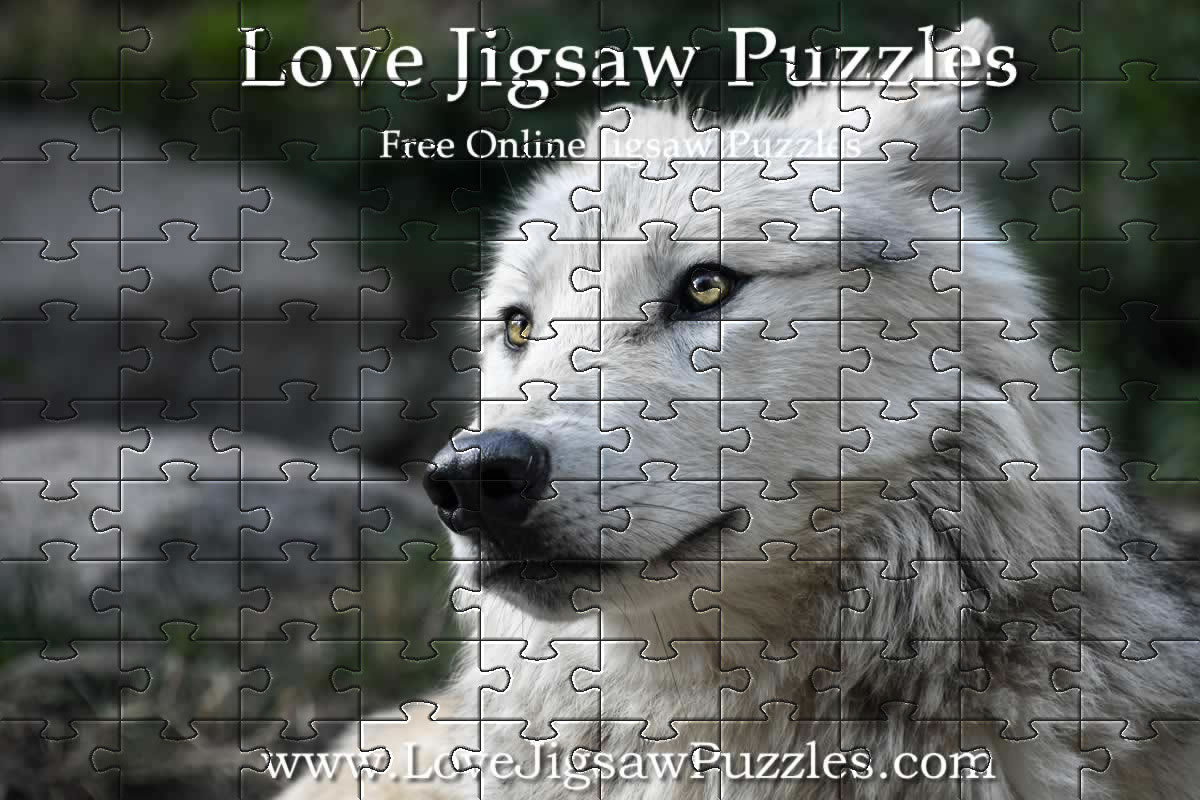 Wolf jigsaw - 12 free online  jigsaw puzzles