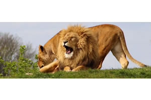 Lions - Free jigsaw puzzle