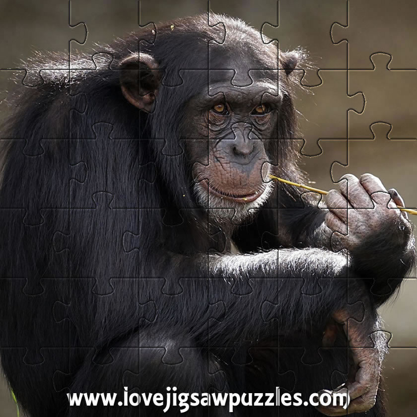 Monkey and Apes jigsaw puzzle game
