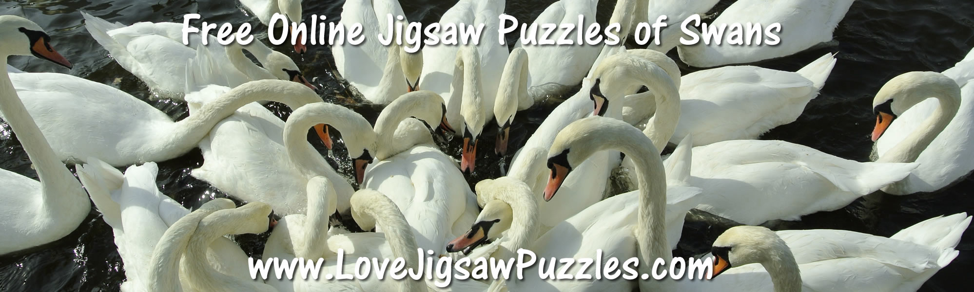 Free Jigsaw Puzzles of beautiful swans