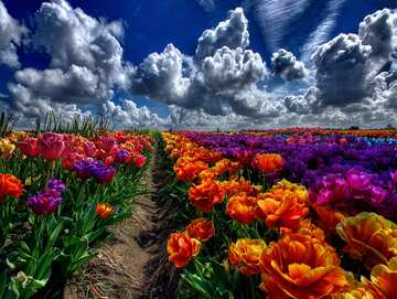 Endless rows of colorful tulips stretch under a cloudy blue sky - picture 7
