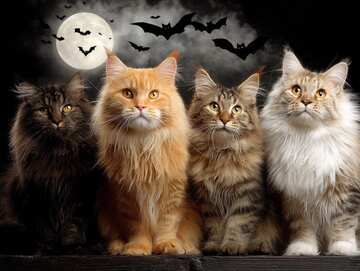 Halloween Cat picture 17 - Four Cute Pussy Cats