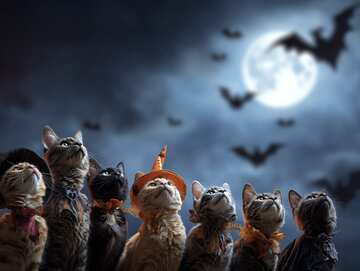 Halloween cats picture 20 - Party Time for Dressed up Cats