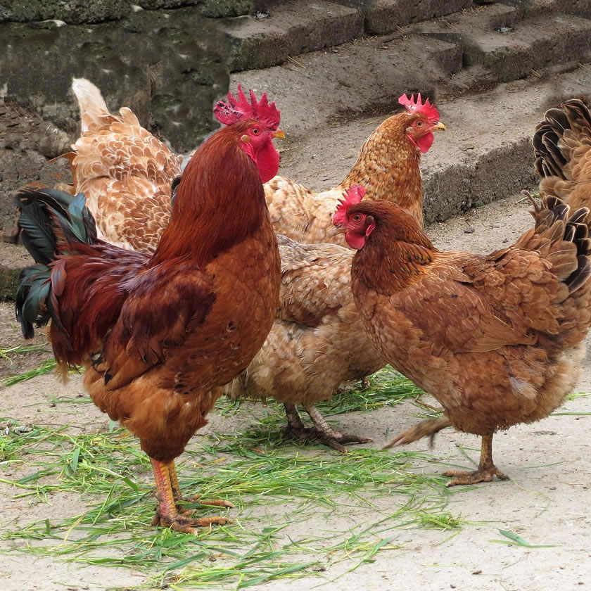 Chickens Jigsaw Puzzle